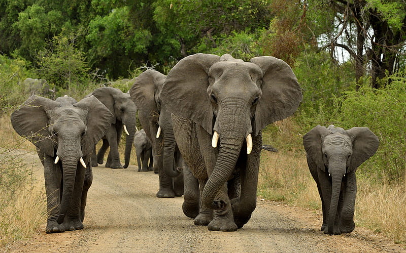 elephants, family, Africa, small elephant, flock, wildlife, HD wallpaper