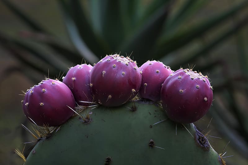Prickly Pear Cactus, prickly pear, cactus, plant, nature macro, nature, macro, HD wallpaper