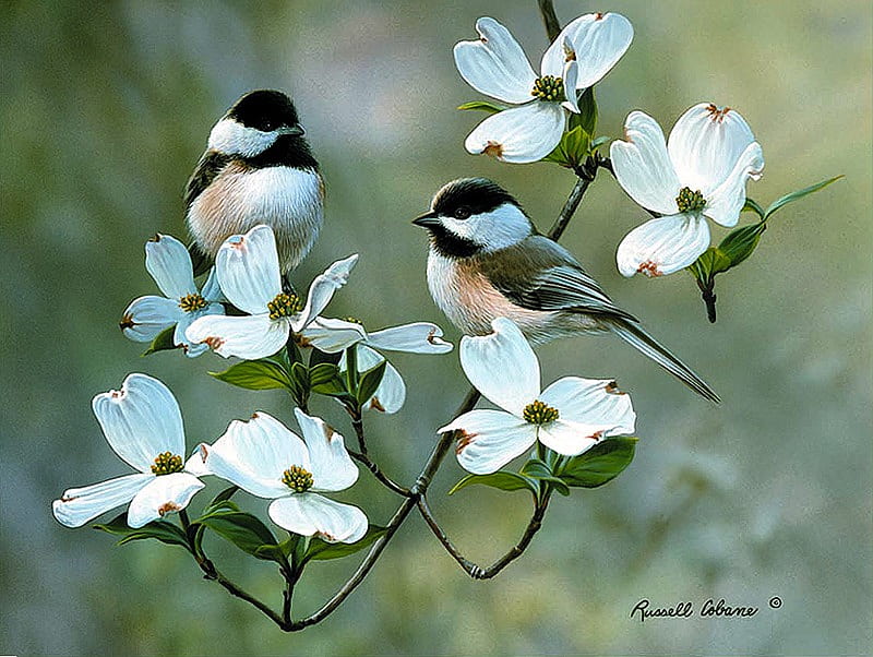 Sweet Song Bird, resting, chickadees, summer, flowers, HD wallpaper