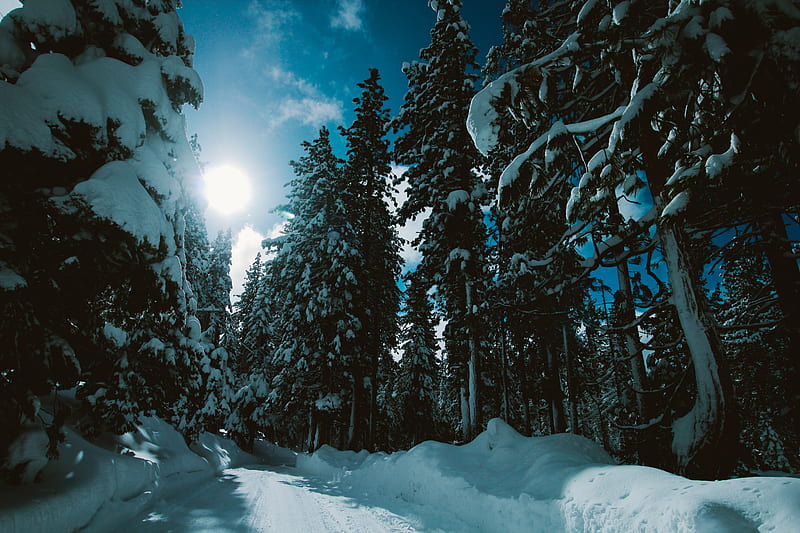 winter, forest, trees, snow, road, sunlight, HD wallpaper