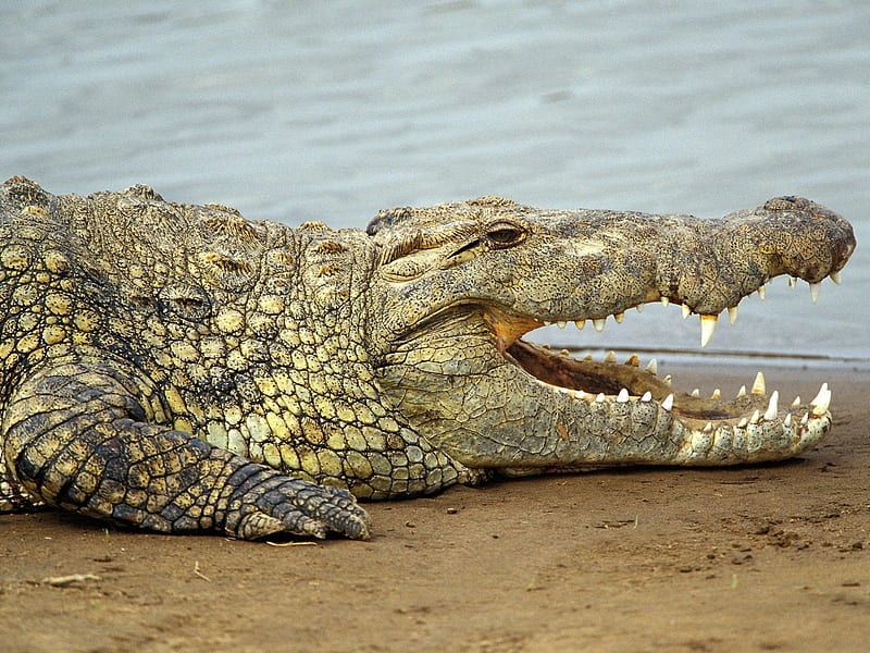 Crocodile, beach, sand, water, river, animal, HD wallpaper