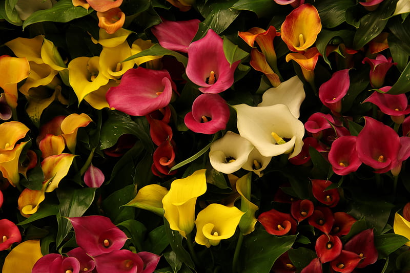Flores, lirio de cala, flor, flor rosa, flor amarilla, Fondo de pantalla HD  | Peakpx