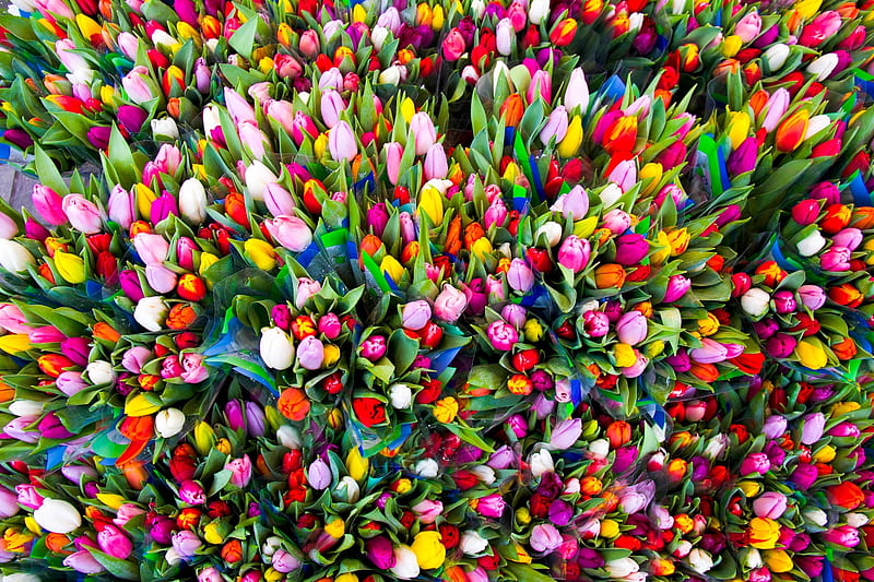 tulip, flores, march 8, HD wallpaper
