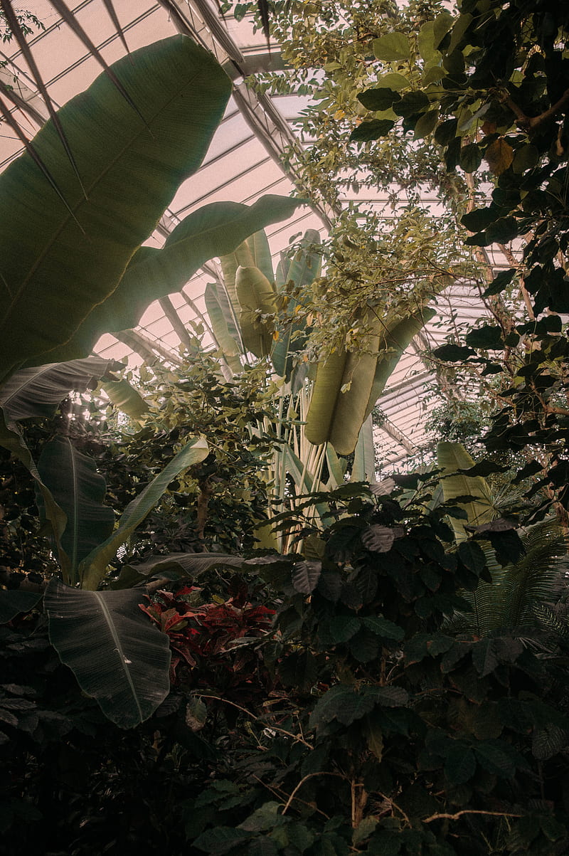 greenhouse, plants, green, tropical, HD phone wallpaper