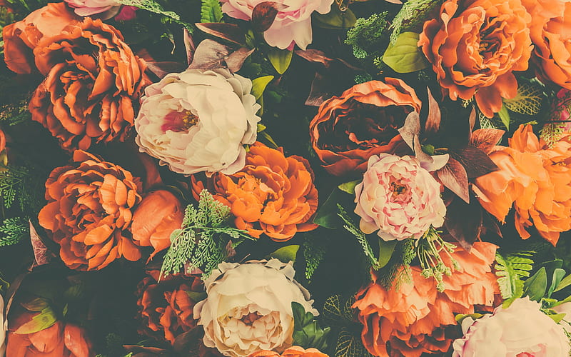 orange peonies, retro floral background, vintage, peonies, beautiful flowers, HD wallpaper