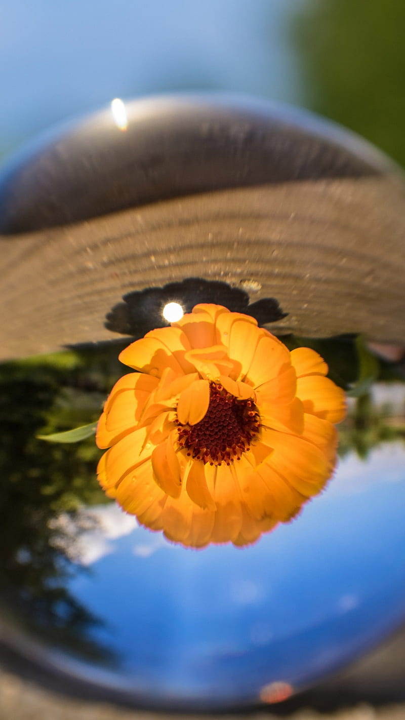 Flower ball , water drop, yellow flower, HD phone wallpaper