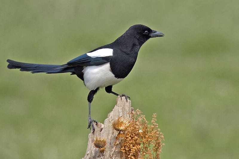 BLACK-BILLED MAGPIE, bird, flight, magpie, black and white, feathers, HD wallpaper
