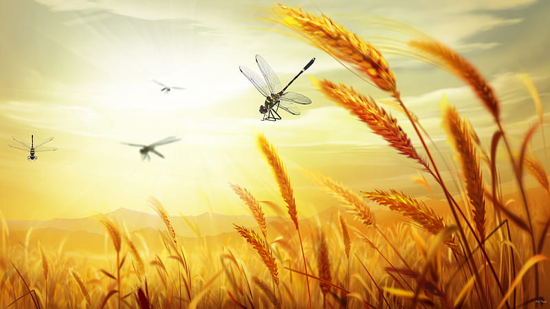 Wheat 2 Harvest, harvest, grain, grass, bread, country, sky, agriculture, farm, gold, dragonflies, field, oats, HD wallpaper
