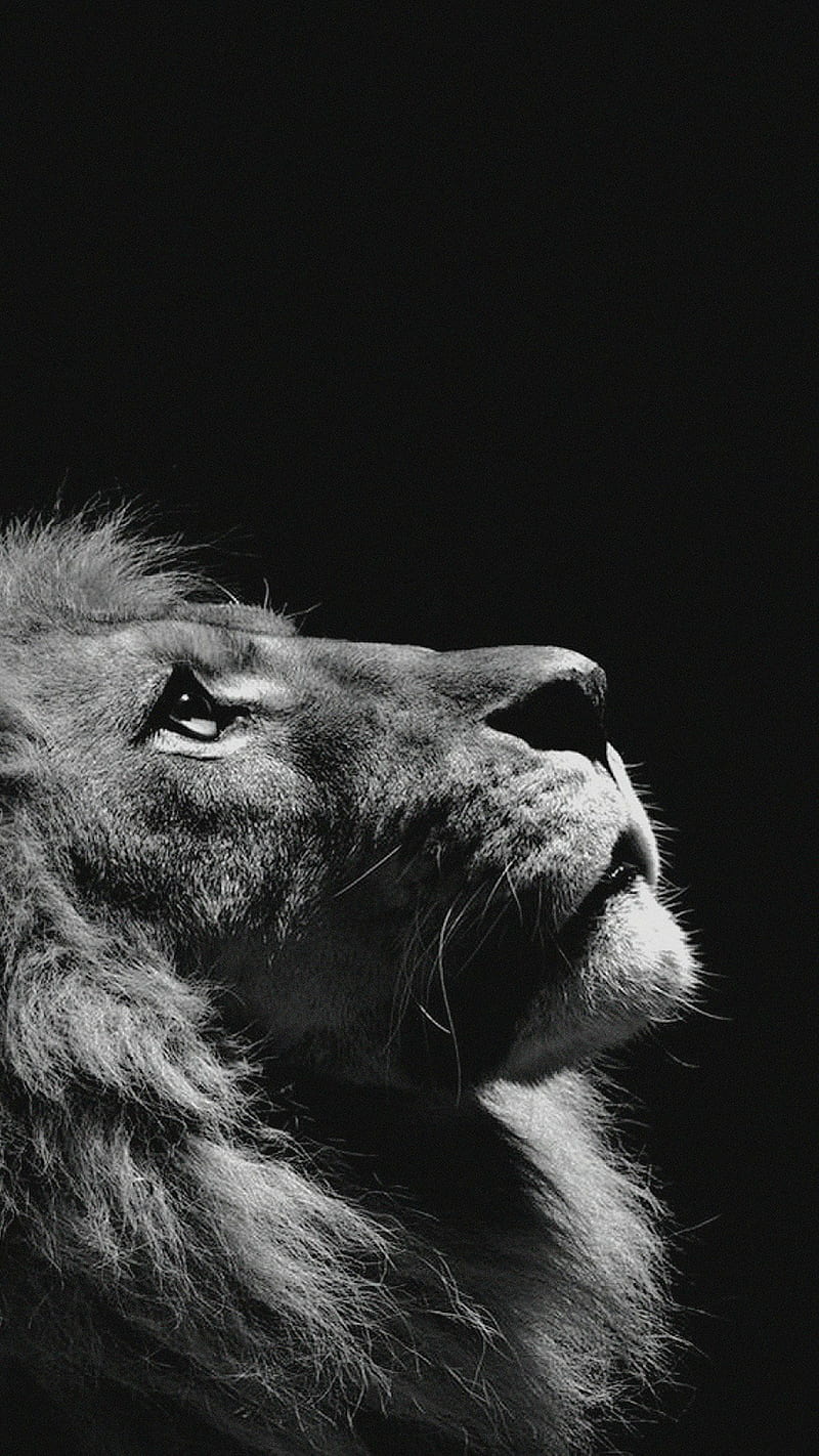Lion, HD phone wallpaper