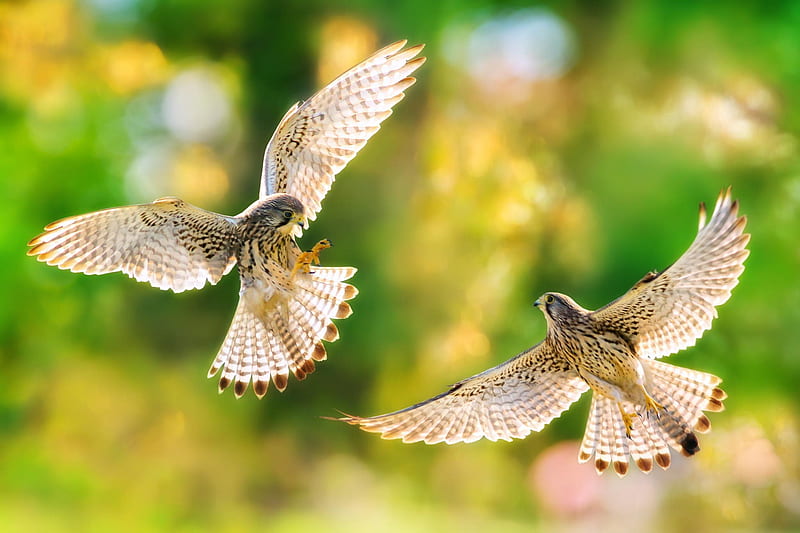 predator, falcon, falco, common kestrel, bird, HD wallpaper