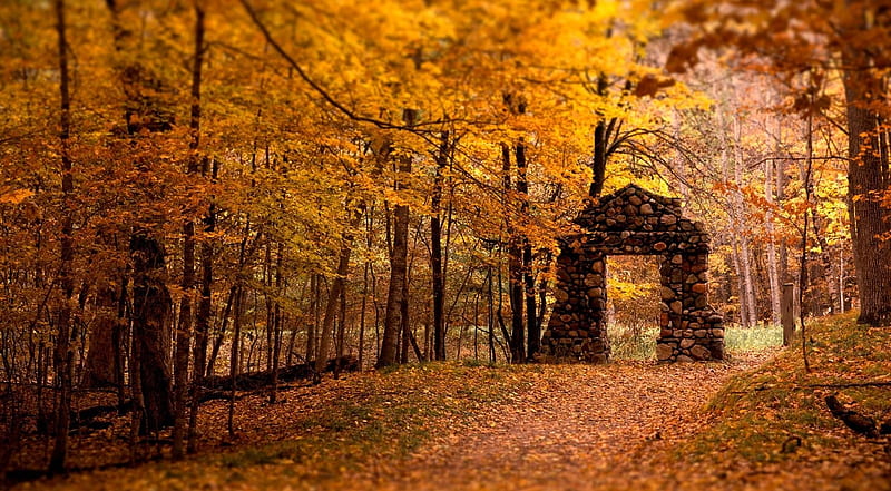The gate, fall, forest, autumn nature, park, landscape, scene, HD wallpaper