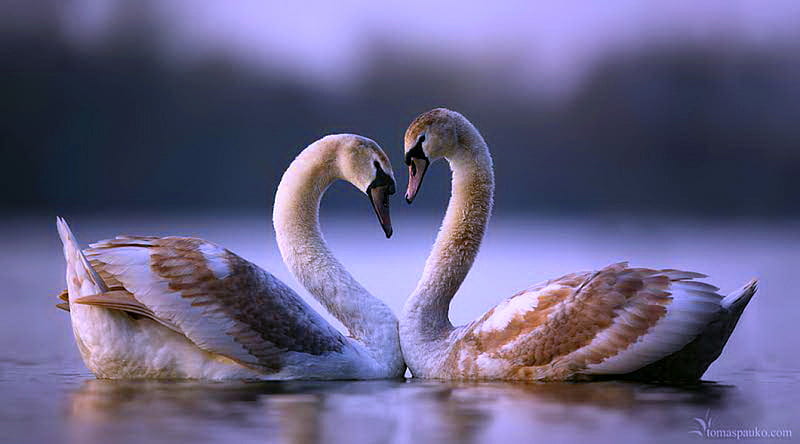 Young love, young, reflection, lake, swans, pair, white and brown, HD wallpaper