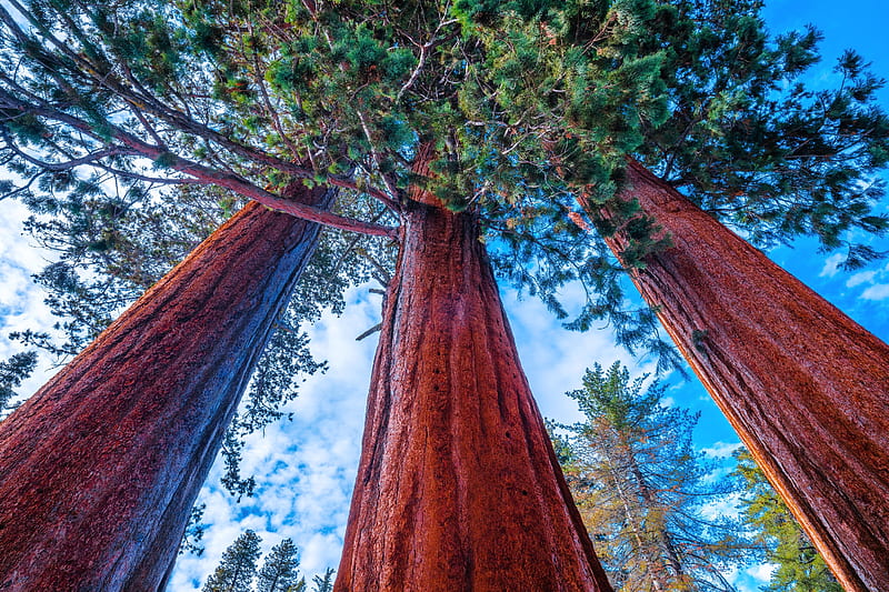 P.O.V. of the Giant Sequoia Trees, sequoia, forest, nature, trees, usa, HD wallpaper