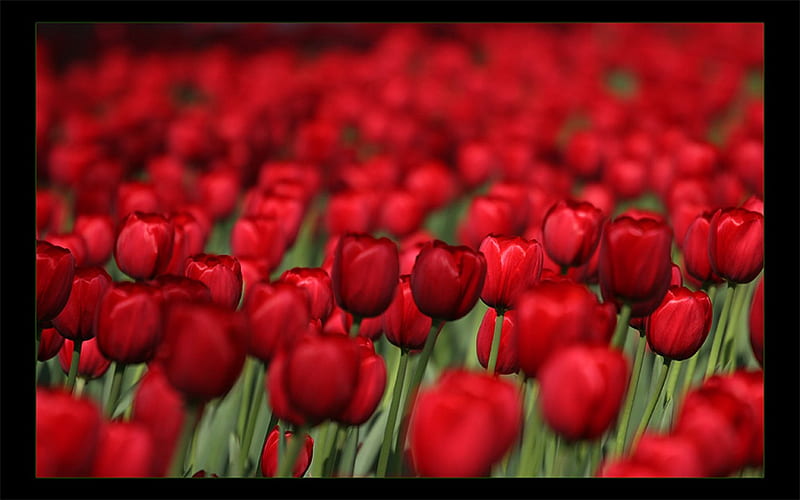 RED TULIPS, red, green, flowers, tulips, leaf, HD wallpaper
