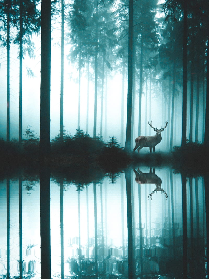 Deer In The Woods, GEN_Z__, animal, beauty, collage, digital, digitalmanipulation, encounter, fir, fog, forest, lake, magic, magical, mirror, mist, morning, mystery, nature, manipulation, pine, poetic, reflection, river, silhouette, story, strange, supernatural, trees, unreal, wild, wood, HD phone wallpaper