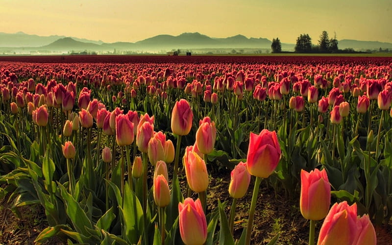 Tulip farm, farm, amazing, flowers, tulip, HD wallpaper