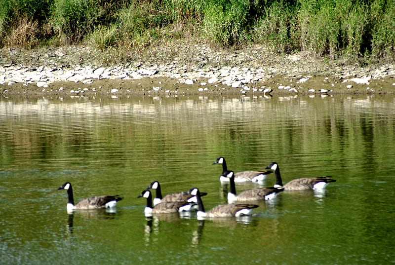Canada Geese--Brampton Ontario Canada summer 2013, geese, 2013, Ontario, Canada, summer, bramtpton, HD wallpaper