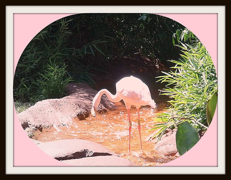 Pretty In Pink, zoo, pretty, water, flamingo, nature, park, pink, gorgeous, HD wallpaper