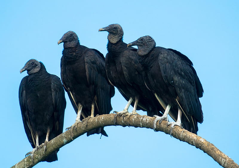 Massive Swarm of Black Vultures Seen Perched Upon Neighborhood Rooftops in Ominous Viral Video, HD wallpaper
