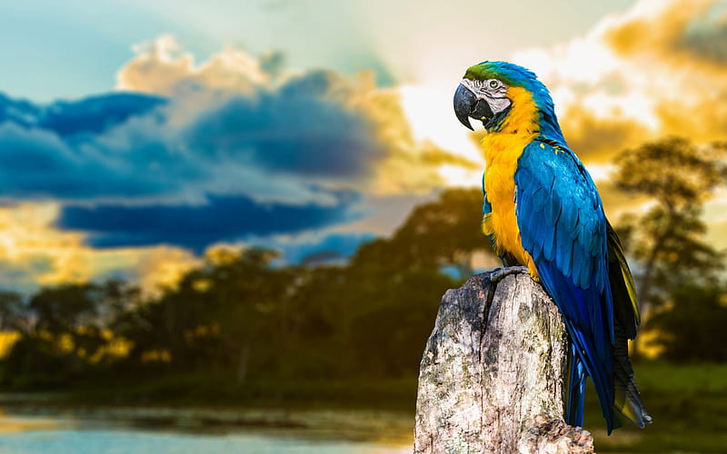 Blue And Yellow Macaw, birds, macaw, HD wallpaper