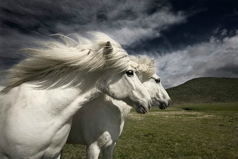 Icelandic horses, skies, nature, white, horse, icelandic, HD wallpaper