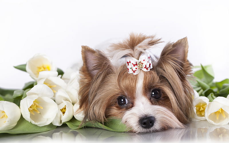 Yorkshire Terrier, white tulips, cute dog, cute animals, pets, Yorkie, dogs, Yorkshire Terrier Dog, HD wallpaper