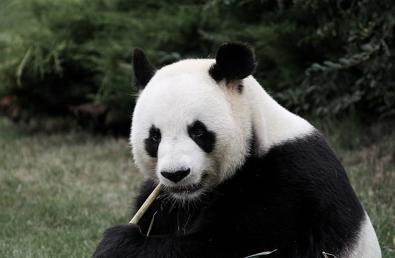 panda eating bamboo, HD wallpaper