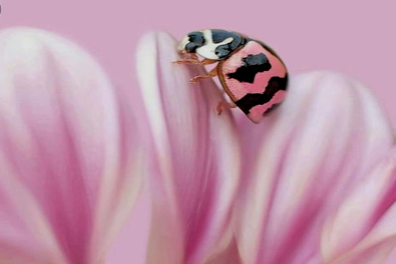 Pink Ladybug, Black, Pink, Lady, Flower, Ladybugs, HD wallpaper