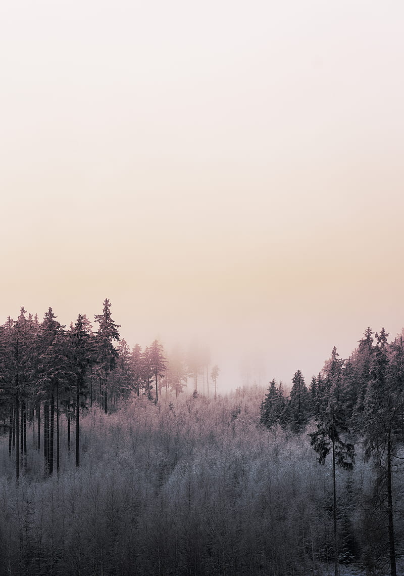 trees on snow covered ground during sunset, HD phone wallpaper