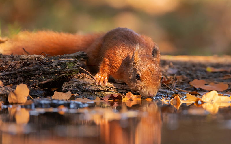Squirrel, red, autumn, veverita, water, brown, orange, animal, HD wallpaper