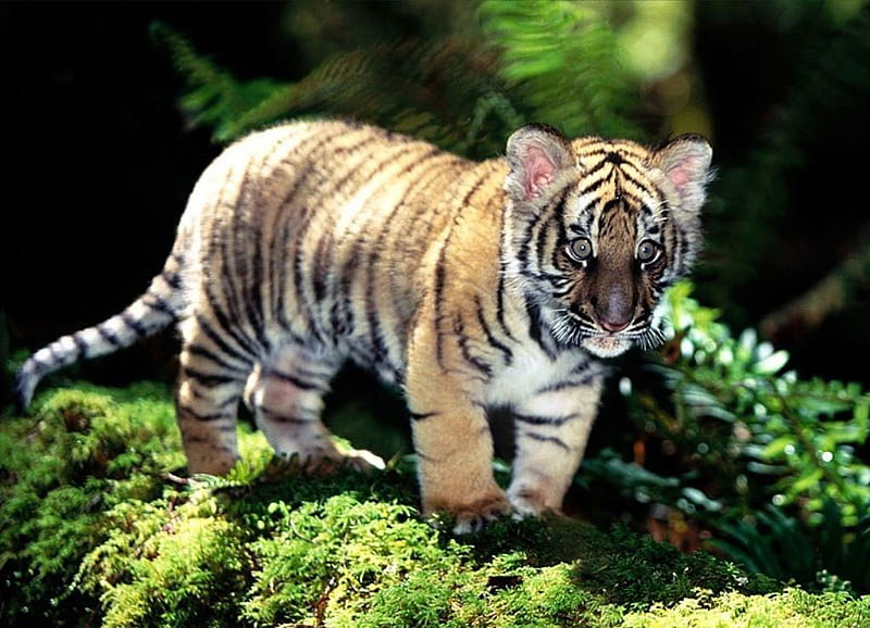Tigre bebé, joven, salvaje, tigre, bebé, animal, Fondo de pantalla HD |  Peakpx