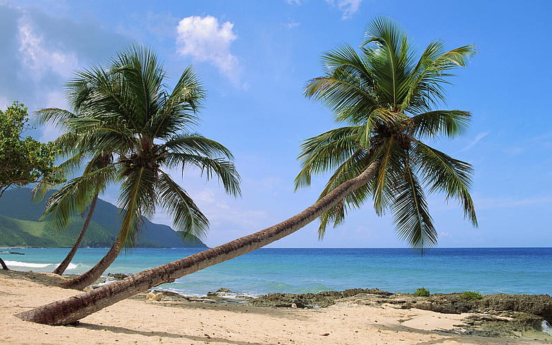 Island Paradise, ocean, palm, fronds, sky, clouds, palm trees, beach, sand, nature, island, HD wallpaper