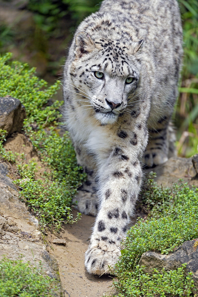 snow leopard, big cat, predator, glance, stones, HD phone wallpaper