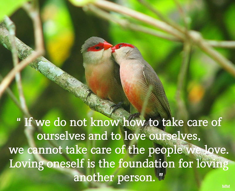 Take Care, thoughts, Love, Care, words, Animals, Nature, Quotes, Birds, HD  wallpaper | Peakpx