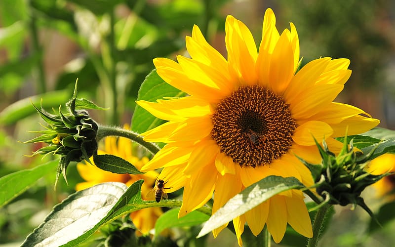 Flowers, , Sunflower, Hd Wallpaper 