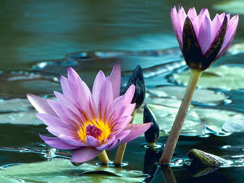 Water lilies, pond, water, lotus, purple, water lily, flowers, HD wallpaper