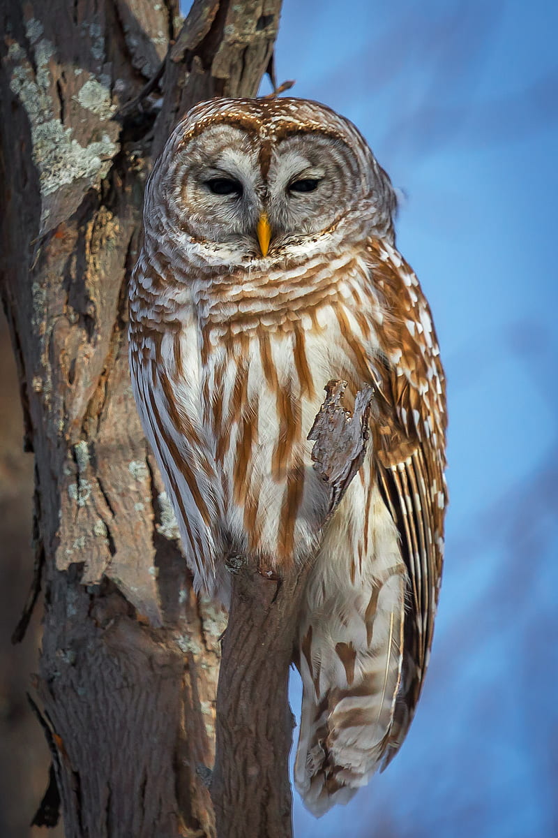 Barred Owl In A Tree In Winter Fine Art Print. Joseph C. Filer, HD phone wallpaper