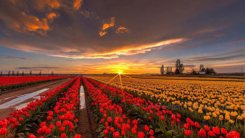 Sunset Over The Colorful Tulips Field Under Black Cloudy Sky Nature, HD wallpaper