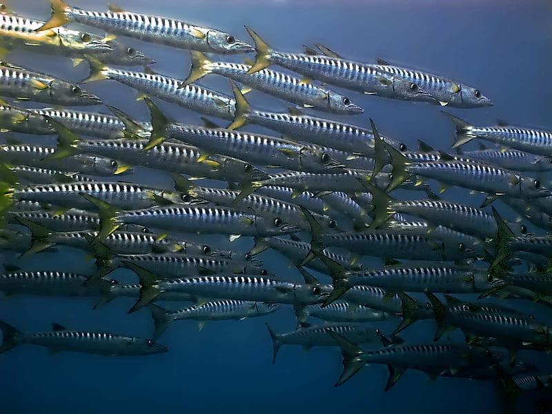 School of Barracudas, school, water, fish, long, swimming, HD wallpaper