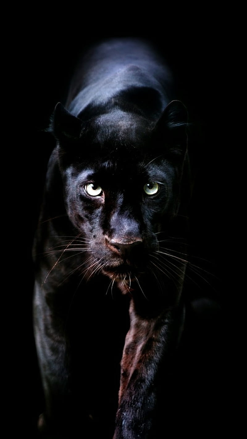 black, cat, panther, HD phone wallpaper