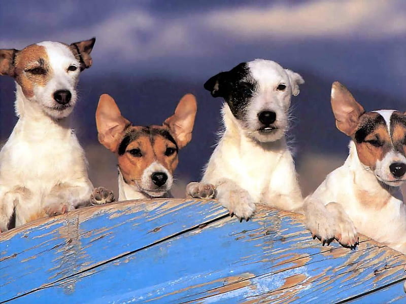 Jack Russell line-up, timber planks, jack russells, dogs, HD wallpaper