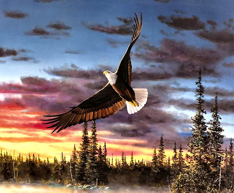 Sky Dancer - Eagle C, art, eagle, bonito, illustration, artwork, animal ...