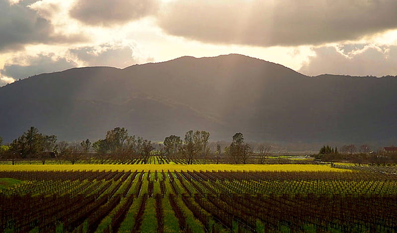 Napa Beauty, wine, valley, california, usa, clouds, sky, HD wallpaper