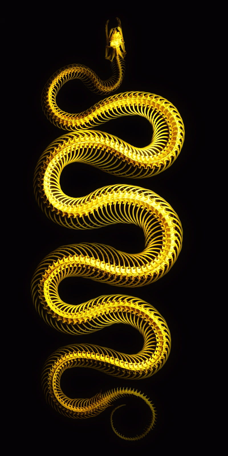 Golden Snake, gold, skeleton, HD phone wallpaper
