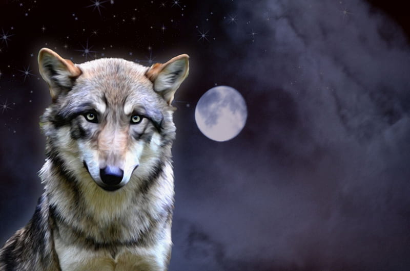wolfmoon, predator, moon, wolf, night, HD wallpaper