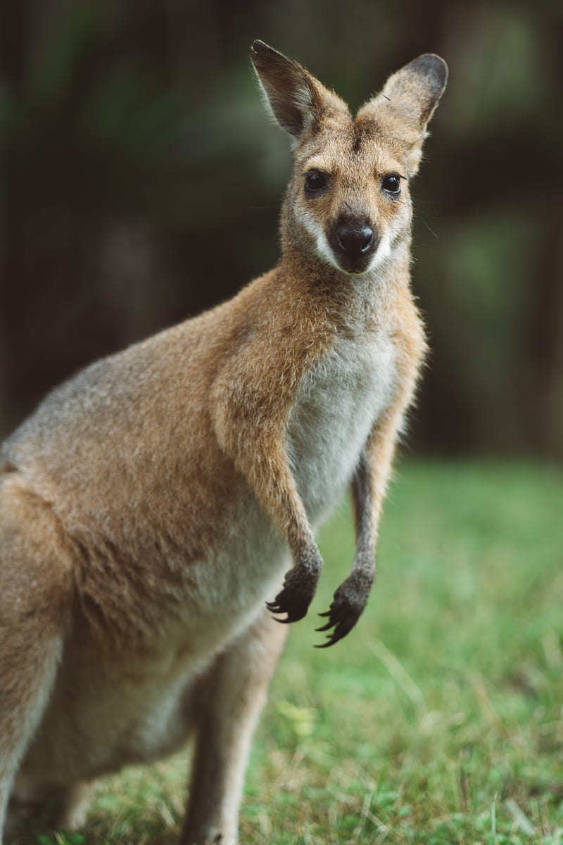 kangaroo, animal, glance, HD phone wallpaper