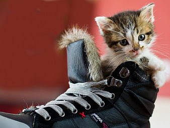 Kittens shoe deals