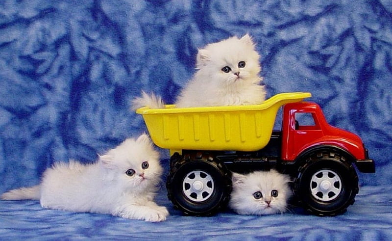 Kitten of President, cute, lovely, toy car, kittens, love four seasons, adorable, cats, animals, HD wallpaper