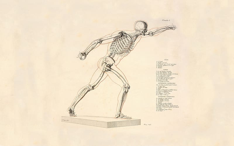 Artistic, Skeleton, Anatomy, HD wallpaper