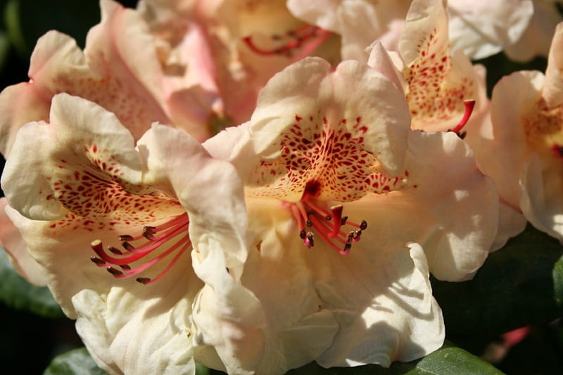rhododendron in bloom, flowers, nature, rhododendron, HD wallpaper